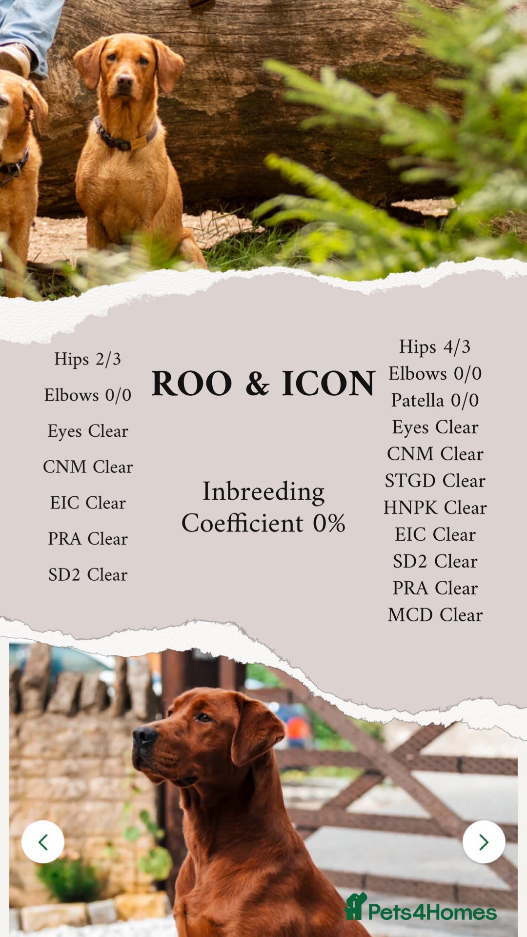 Labrador Retriever dogs for sale: Exceptional Dark Red Lab Puppy’s by Aglabs Icon  - Advert 5