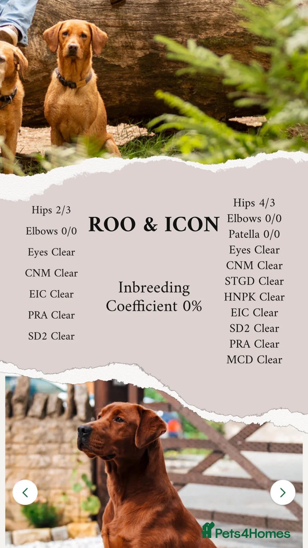 Labrador Retriever dogs for sale: Exceptional Dark Red Lab Puppy by Aglabs Icon  - Advert 3