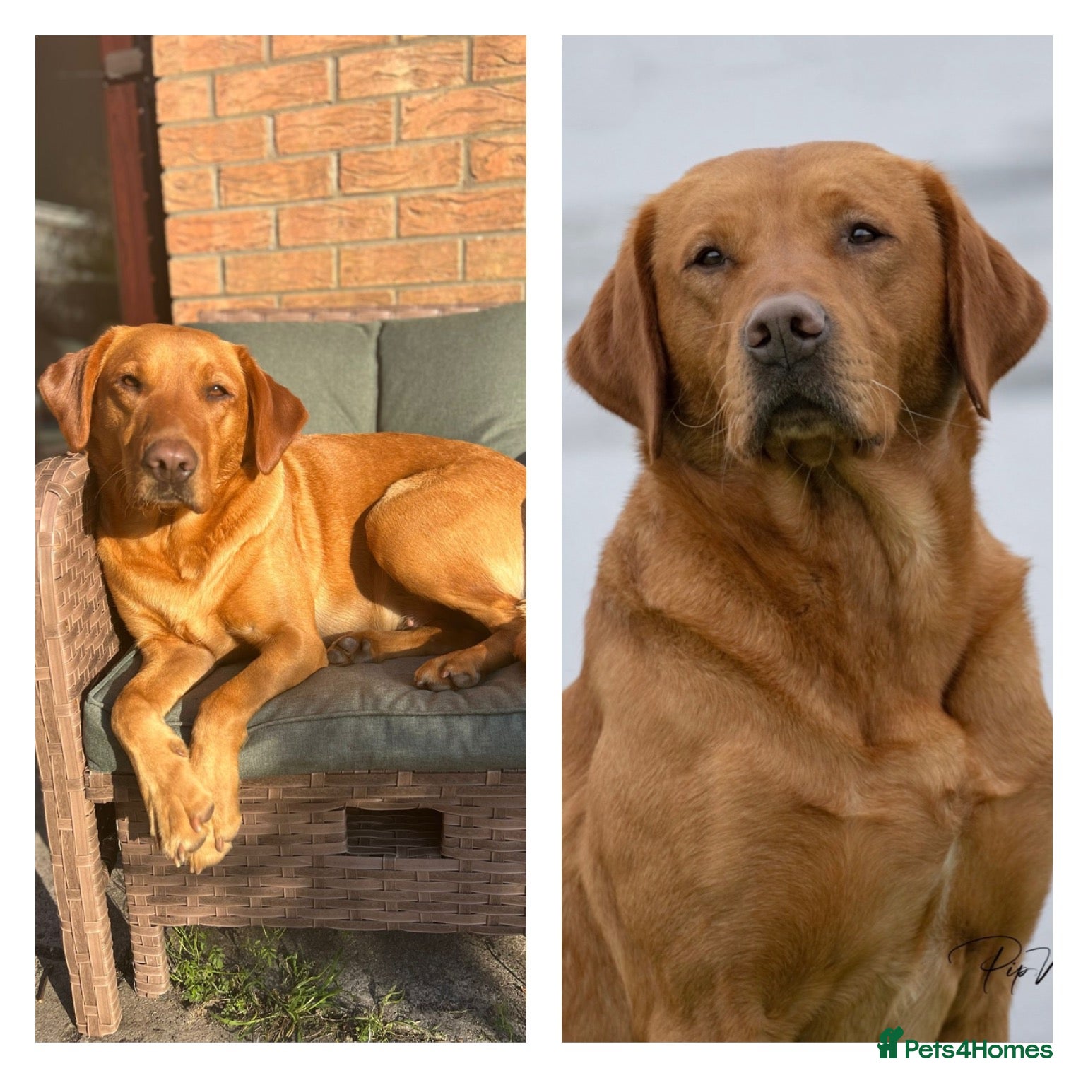 Labrador Retriever dogs Harleigh & FTCH Jarailstar Hogen of Stauntonvale - Advert 1