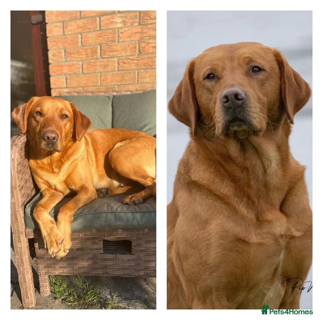 Labrador Retriever dogs for sale: Harleigh & FTCH Jarailstar Hogen of Stauntonvale in Swansea - Advert 1