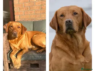 Labrador Retriever dogs Harleigh & FTCH Jarailstar Hogen of Stauntonvale - Advert 1