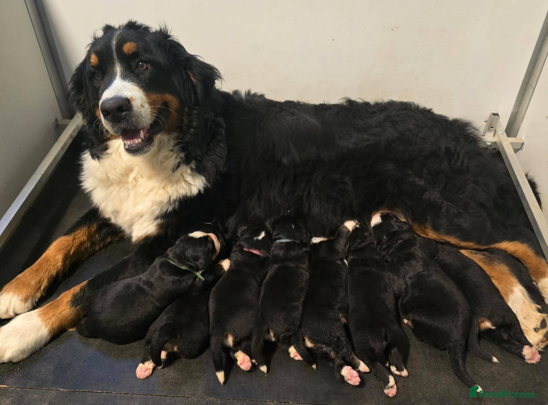 Bernese Mountain Dog dogs Quality Purebred Bernese Mountain Dog Pups  - Advert 1