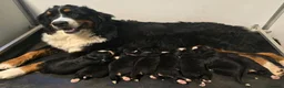 Bernese Mountain Dog dogs for sale: Quality Purebred Bernese Mountain Dog Pups  - Advert 1
