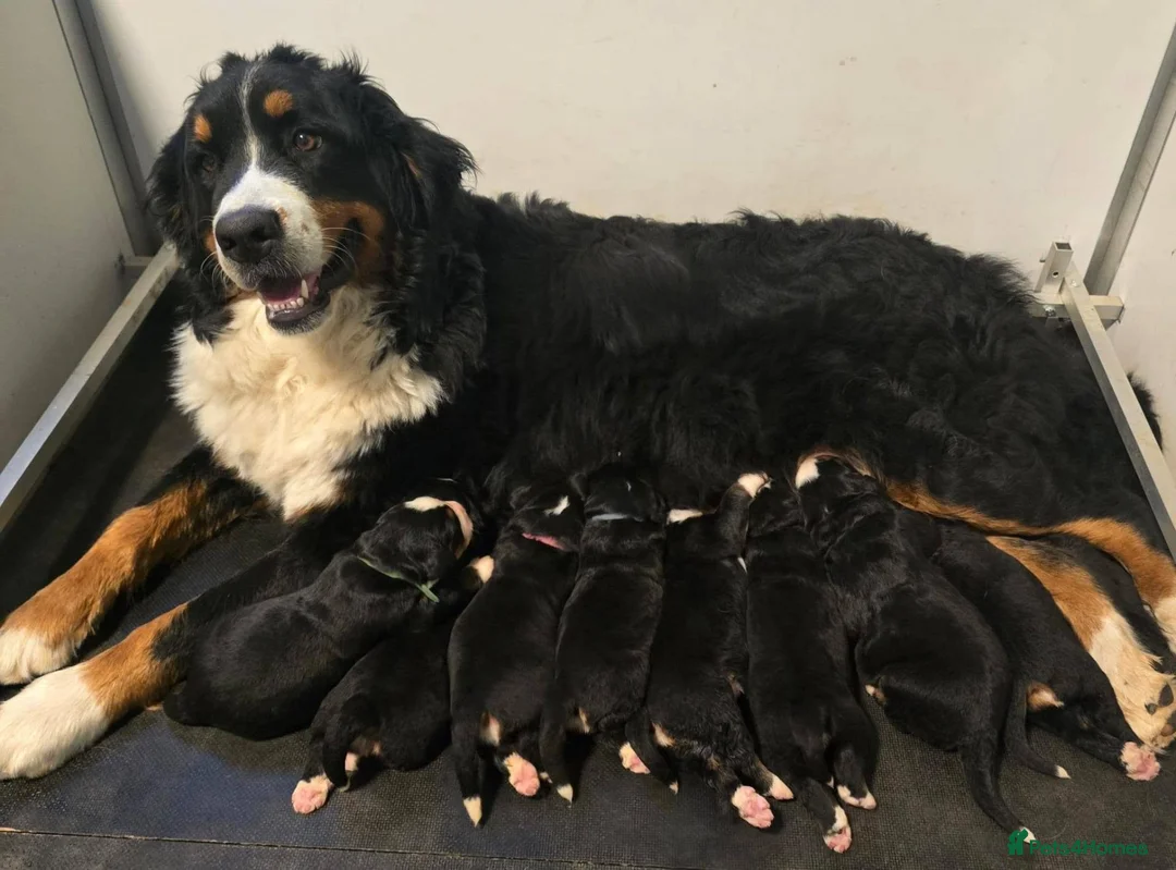 Bernese Mountain Dog dogs for sale: Quality Purebred Bernese Mountain Dog Pups  - Advert 1