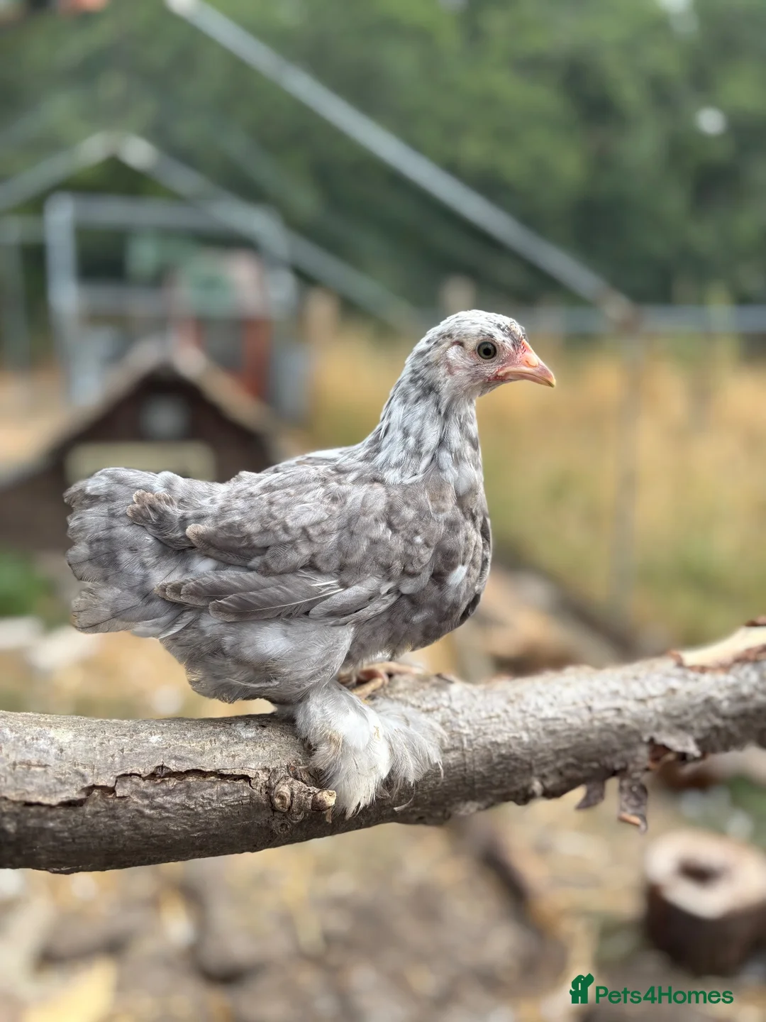 Chickens poultry for sale: Peking bantam in Leighton Buzzard - Advert 2