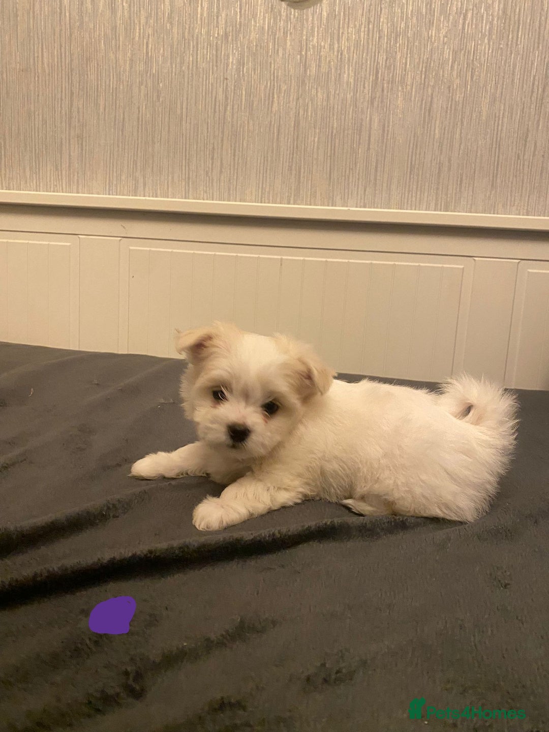 Maltese dogs for sale: Adorable Maltese Puppies Ready for Love. - Advert 11