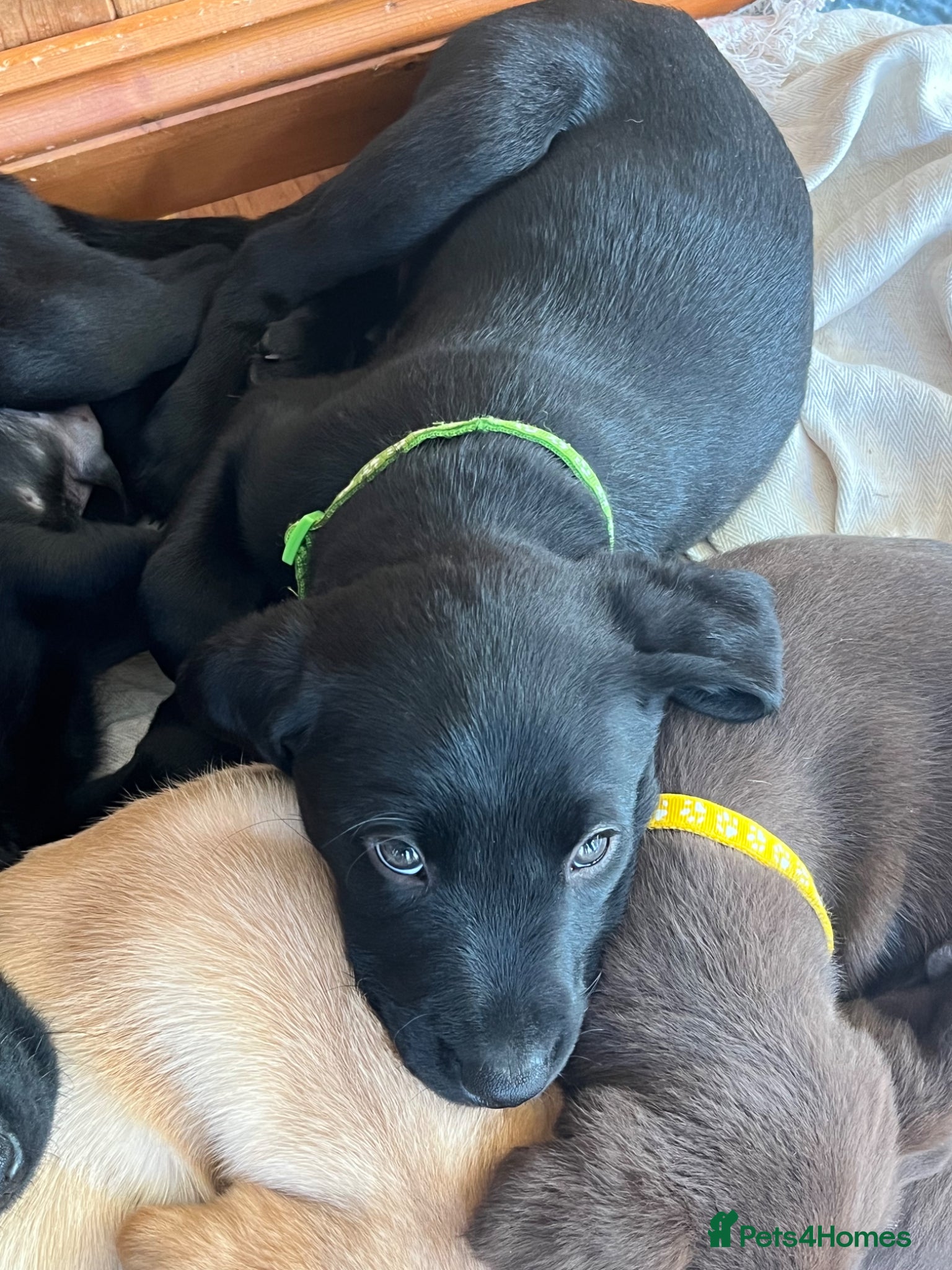 Labrador Retriever dogs x9 Labrador Puppies - Advert 14