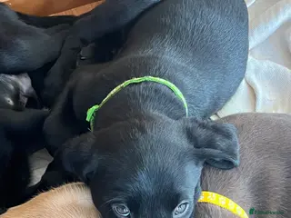 Labrador Retriever dogs x9 Labrador Puppies - Advert 14