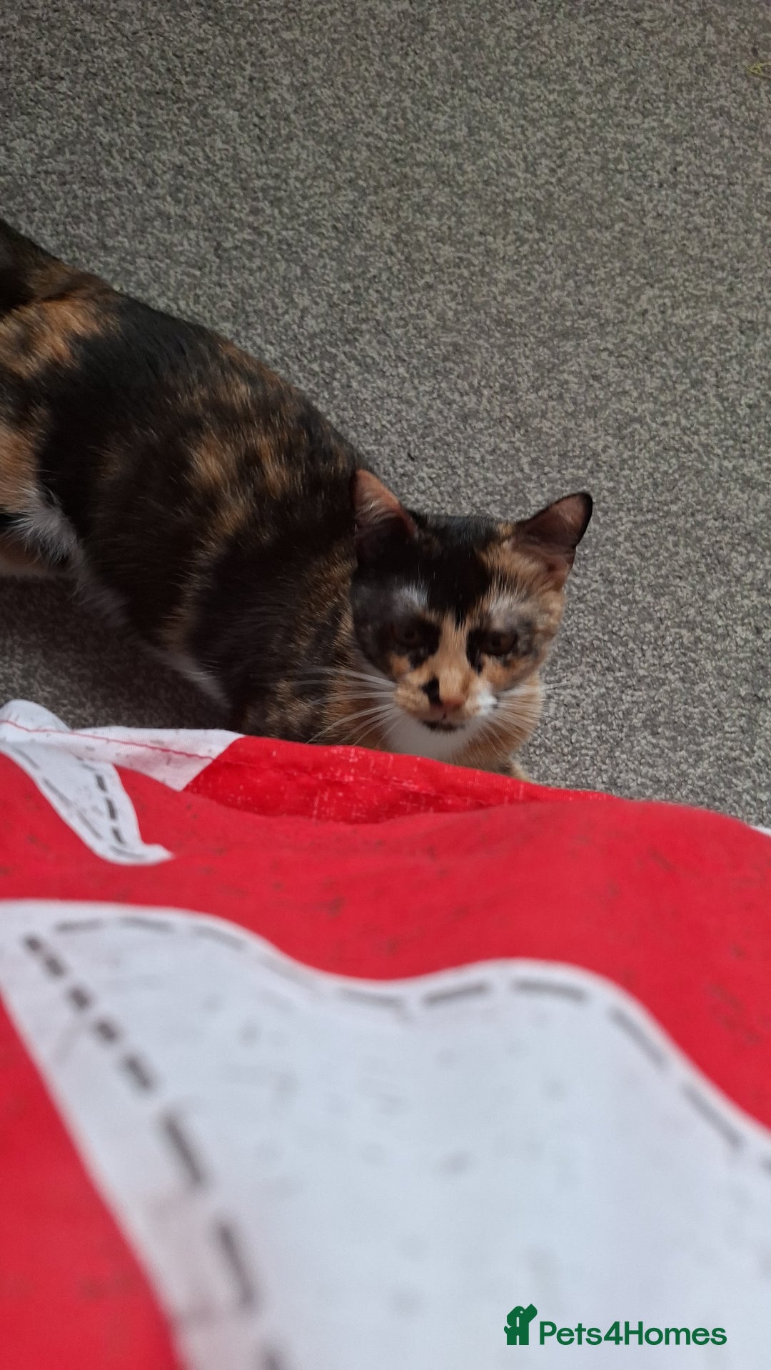 Domestic Shorthair cats for sale: Male and female - Advert 7