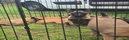 Belgian Shepherd Dog dogs for sale: DARK KC REG BELGIAN MALINOIS PUPPIES - Advert 17