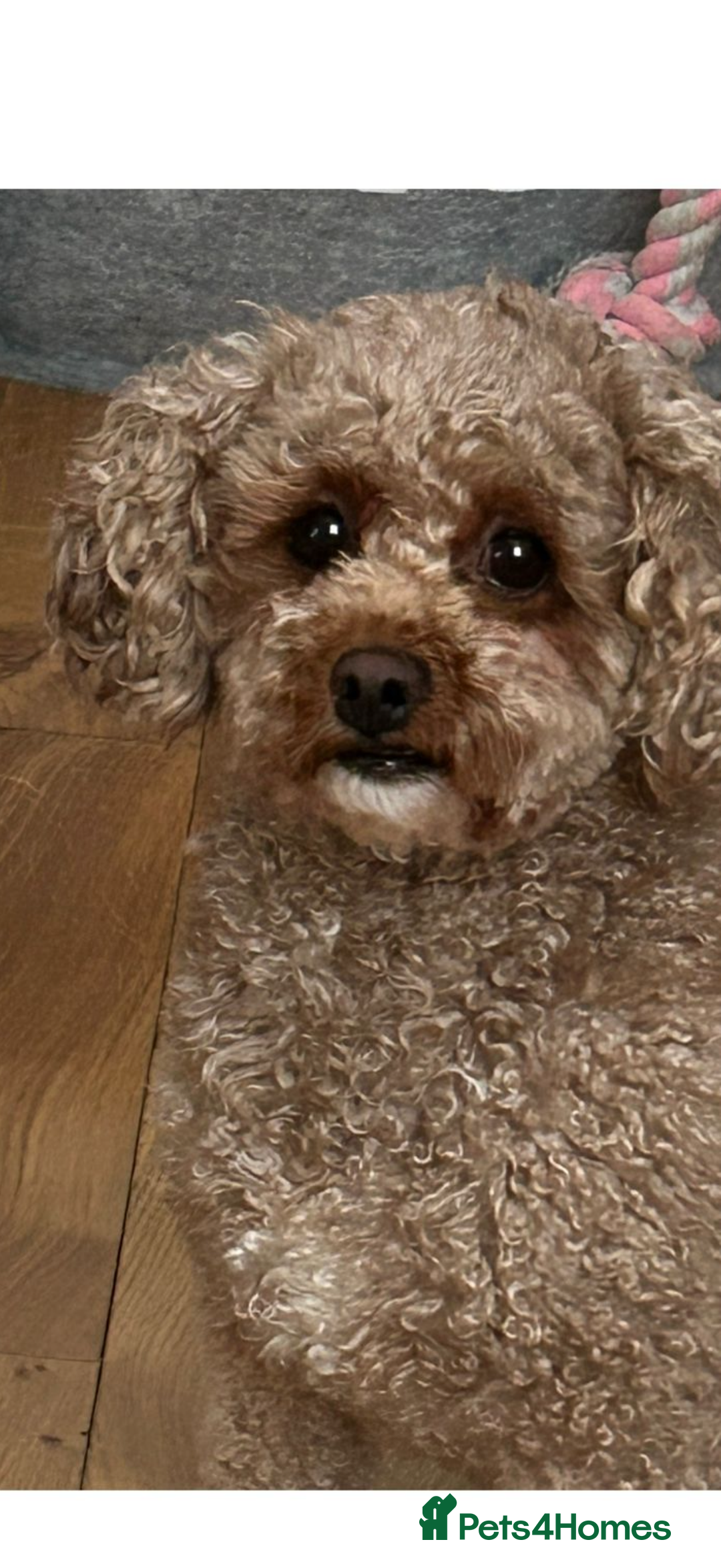 Poochon dogs for sale: Poochon male puppies  - Image 2