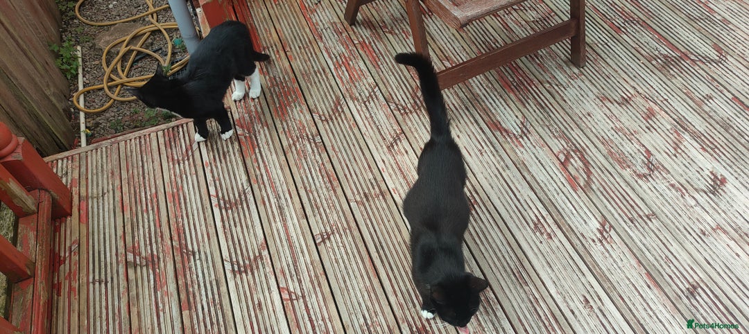 Mixed Breed cats for sale: Two lovely boy kittens looking for forever home  - Image 4