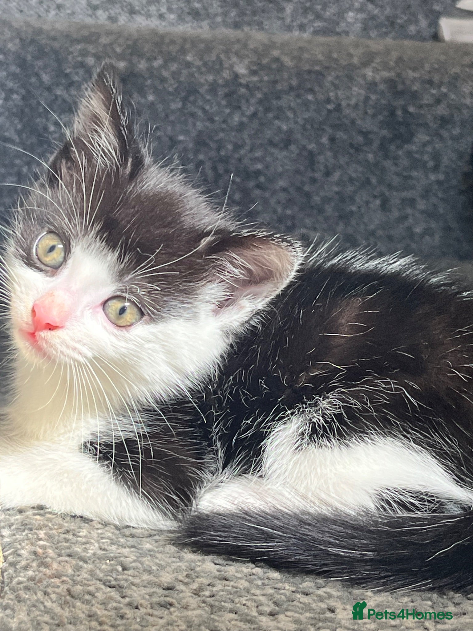 Mixed Breed cats 2 STUNNING FEMALE TUXEDO KITTENS - Advert 15