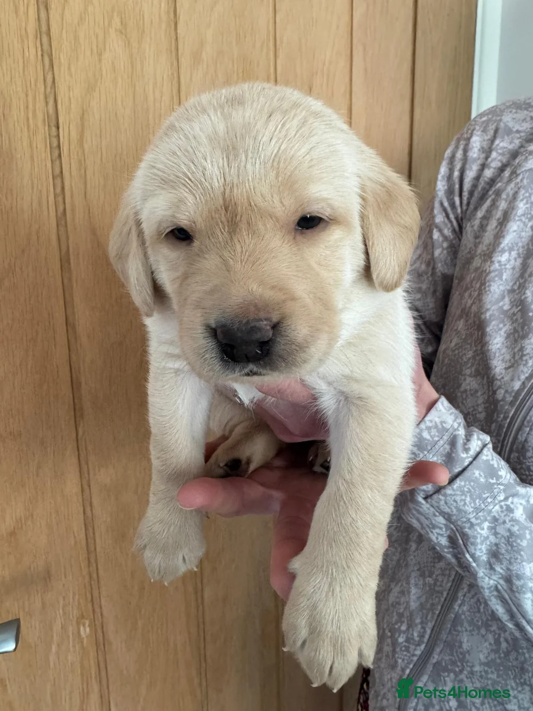 Labrador Retriever dogs for sale: Gorgeous Pedrigree Labrador Puppies available 15/4 in Twickenham - Advert 2