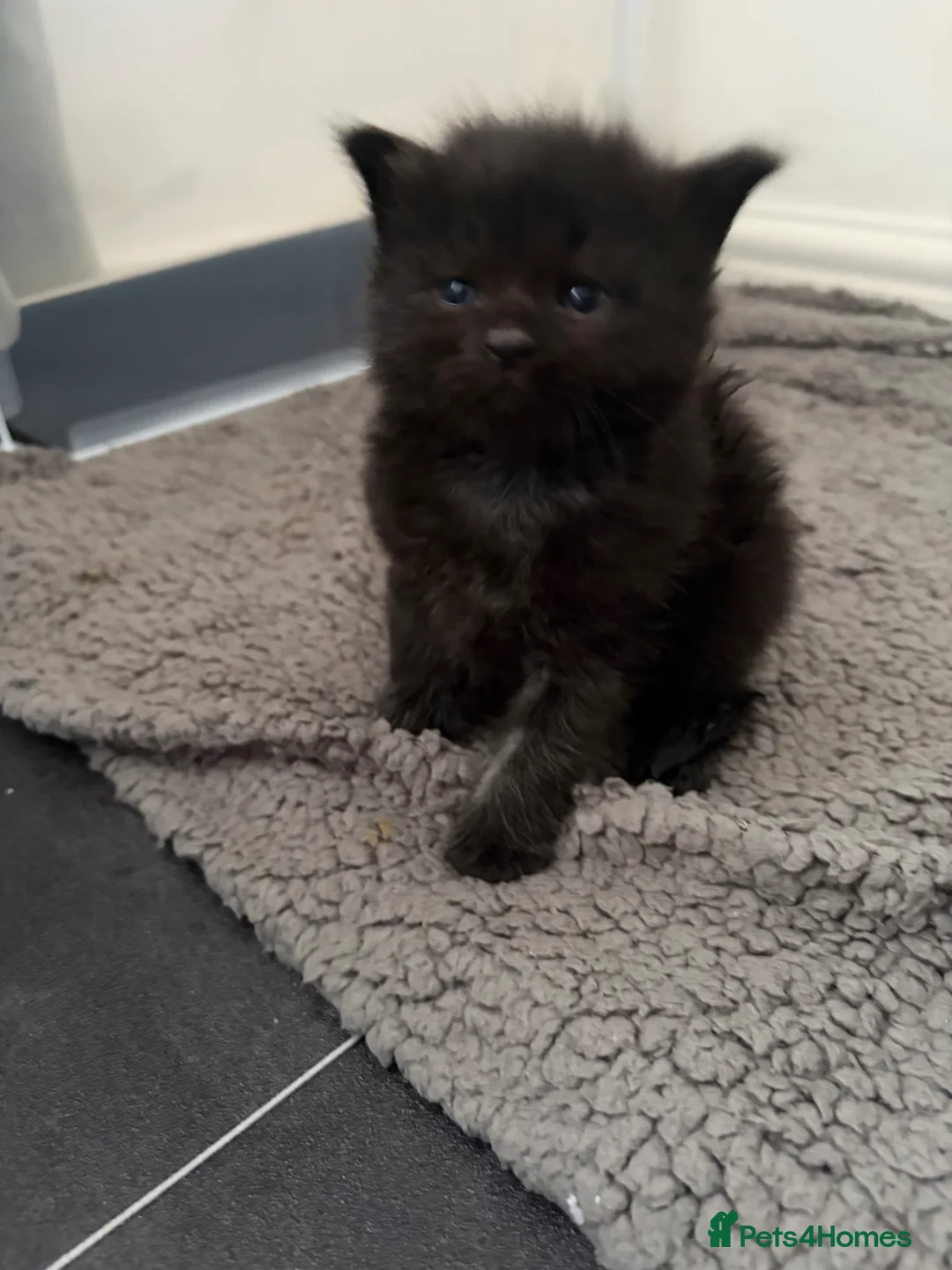 Mixed Breed cats for sale: kittens - Advert 18