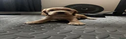 Cocker Spaniel dogs for sale: Stunning Litter Of Cocker Puppies for sale  in Penrith - Advert 4