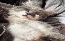 Mixed Breed cats for sale: Flimflam & Bojo - Image 30