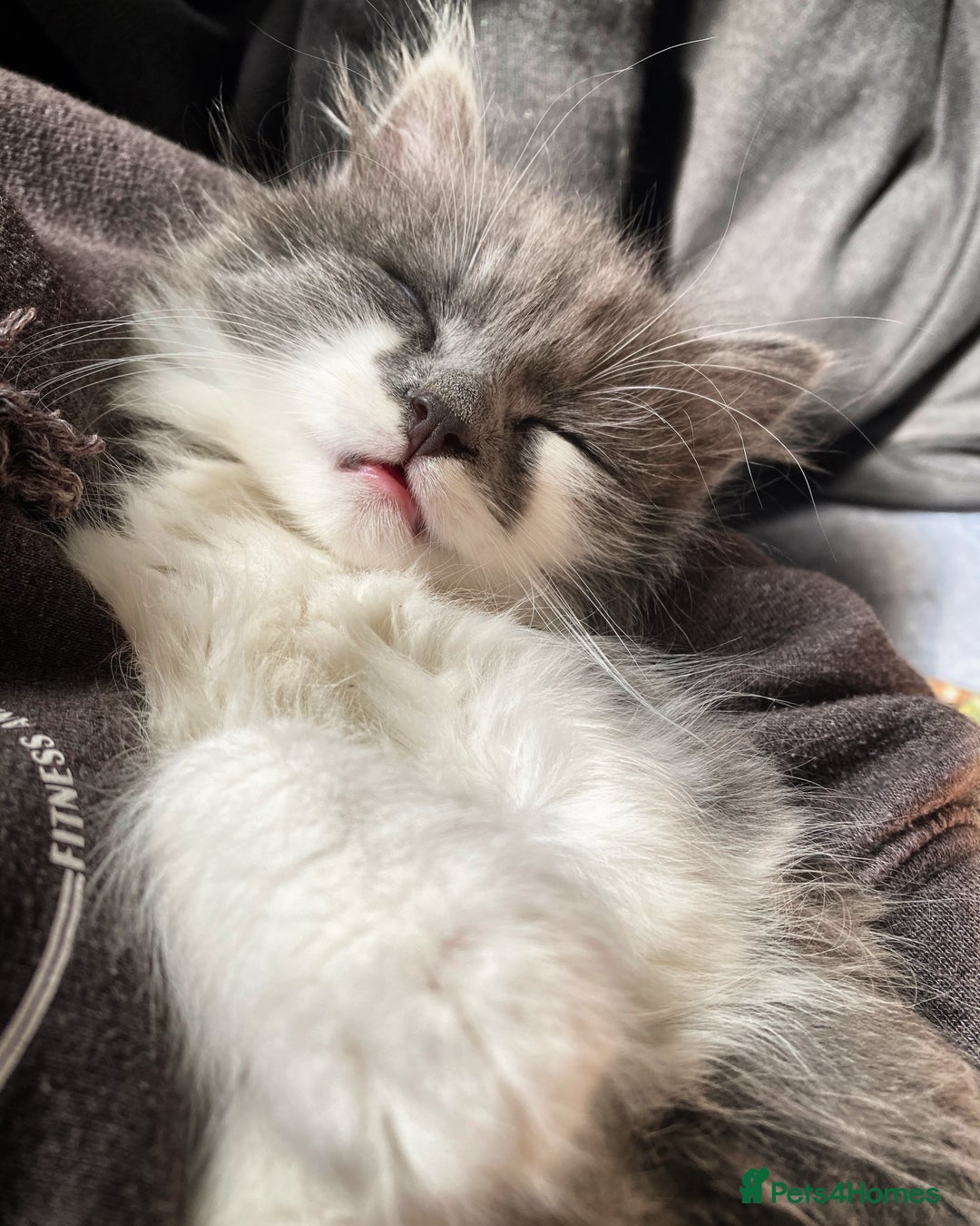 Mixed Breed cats for sale: Flimflam & Bojo - Image 30