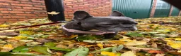 French Bulldog dogs for adoption: Dee Dee needs a loving home  - Advert 7