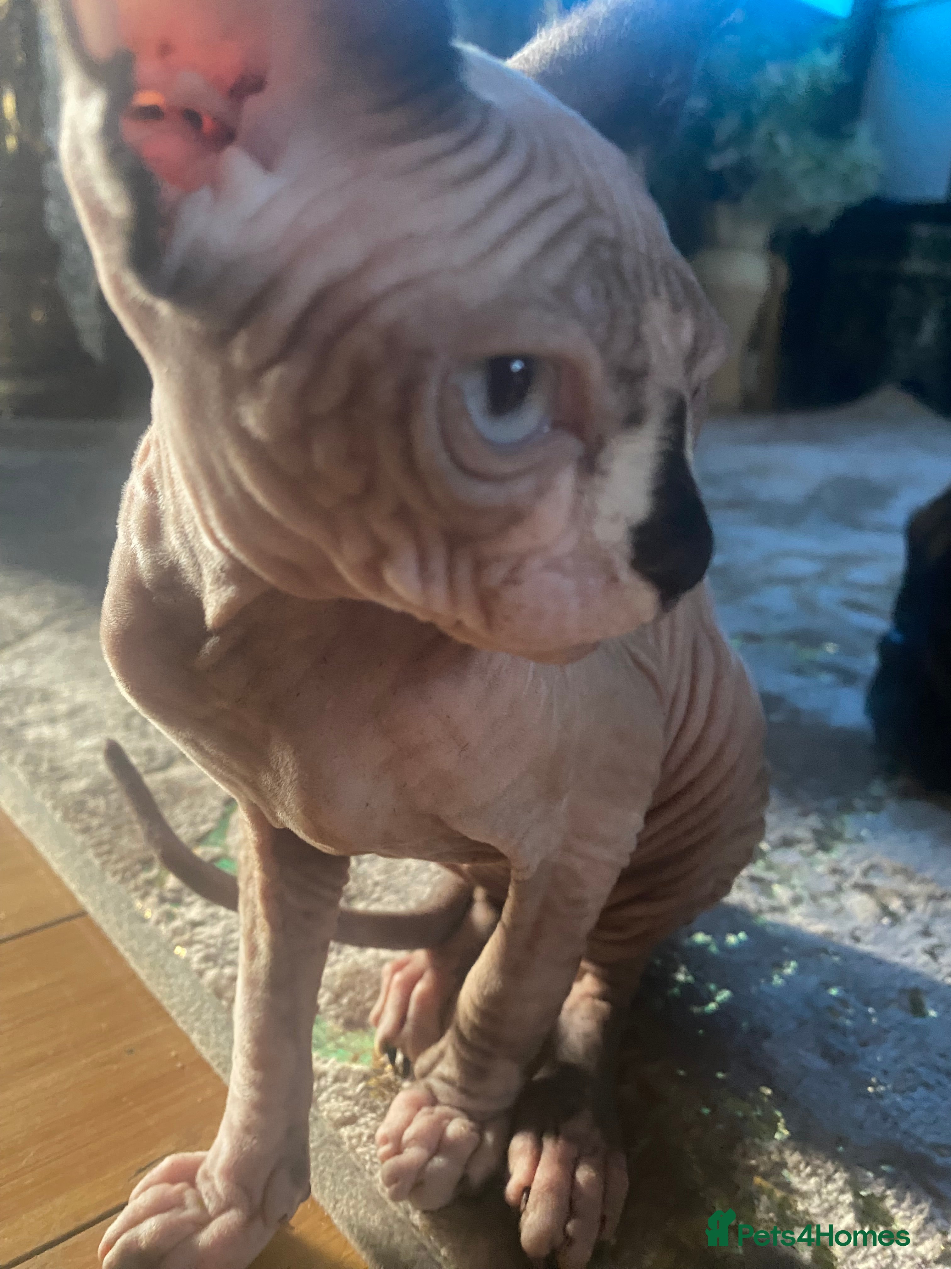 Sphynx cats Beautiful sphynx kittens looking for loving home🧿 - Advert 2
