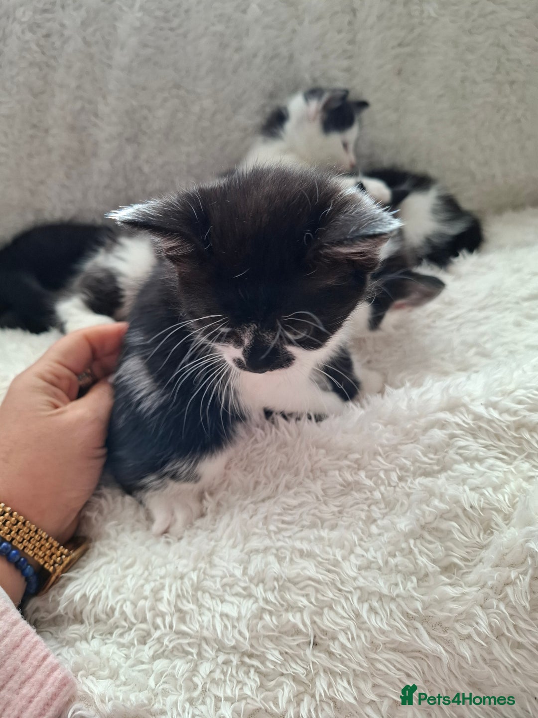 Mixed Breed cats for sale: Tabby/British short hair - Advert 18