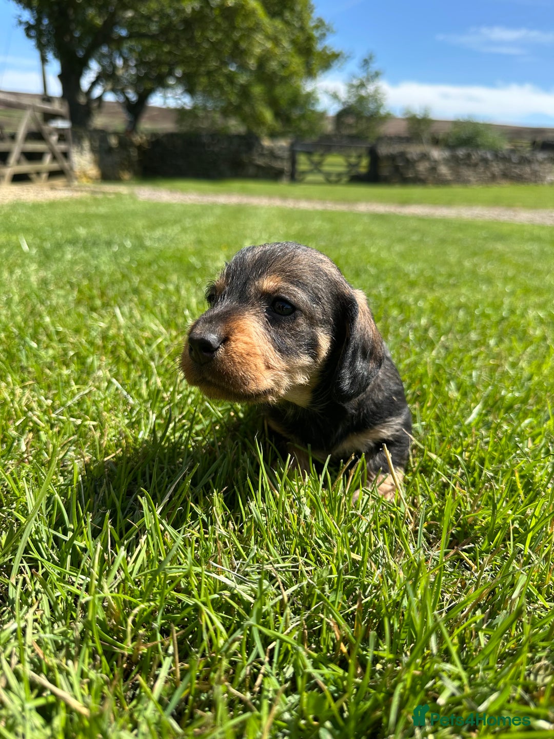 Dachshund dogs for sale: Working Wirehaired dachshund teckels puppies - Image 4