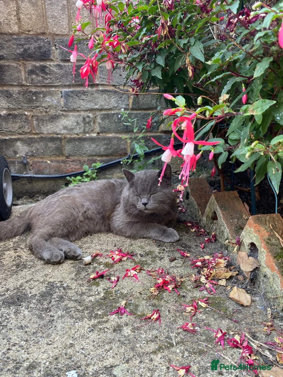 British Shorthair cats for sale: Scottish fold  in Reading - Advert 6