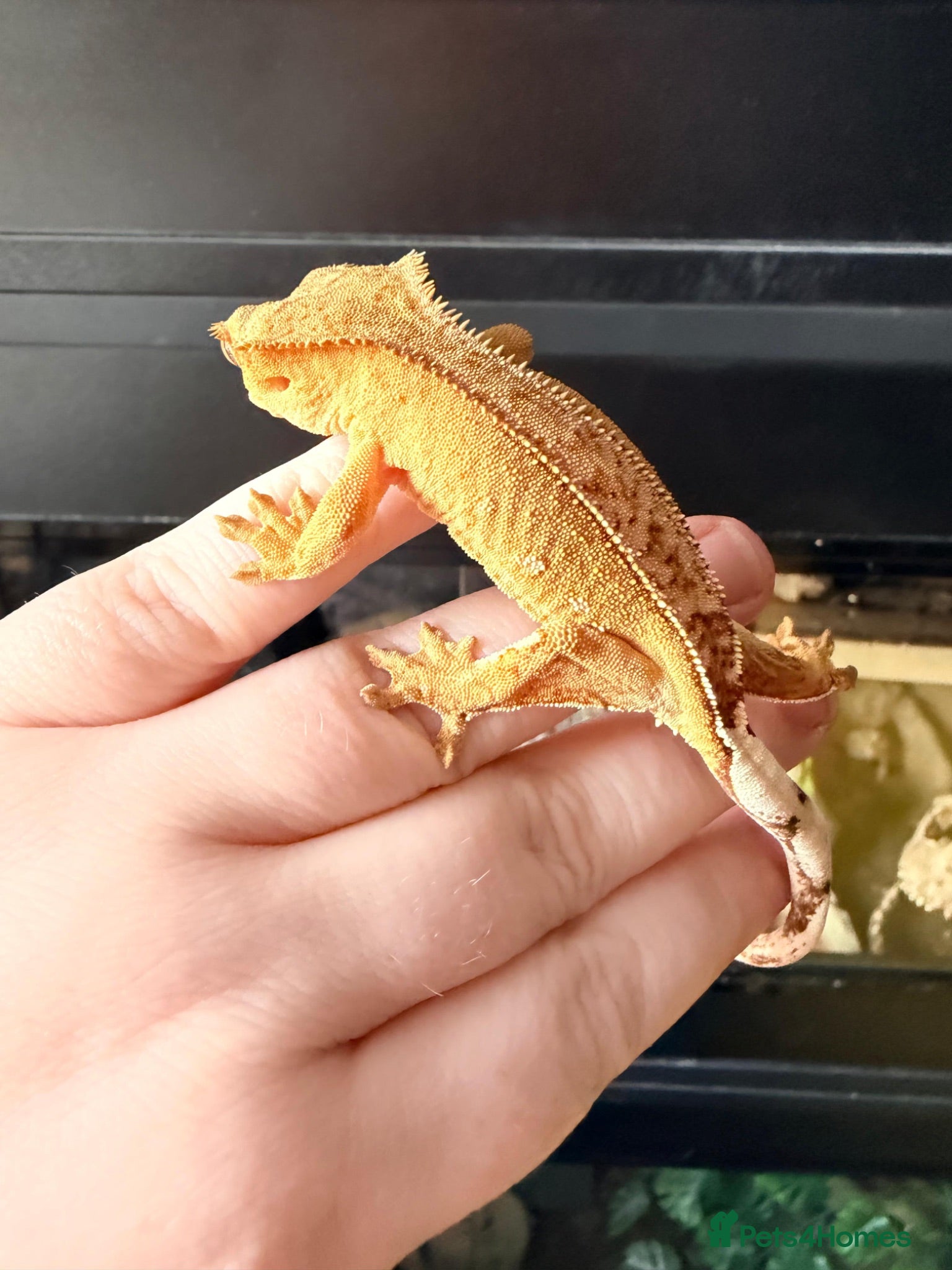 Gecko reptiles Various Crested Geckos - Advert 10