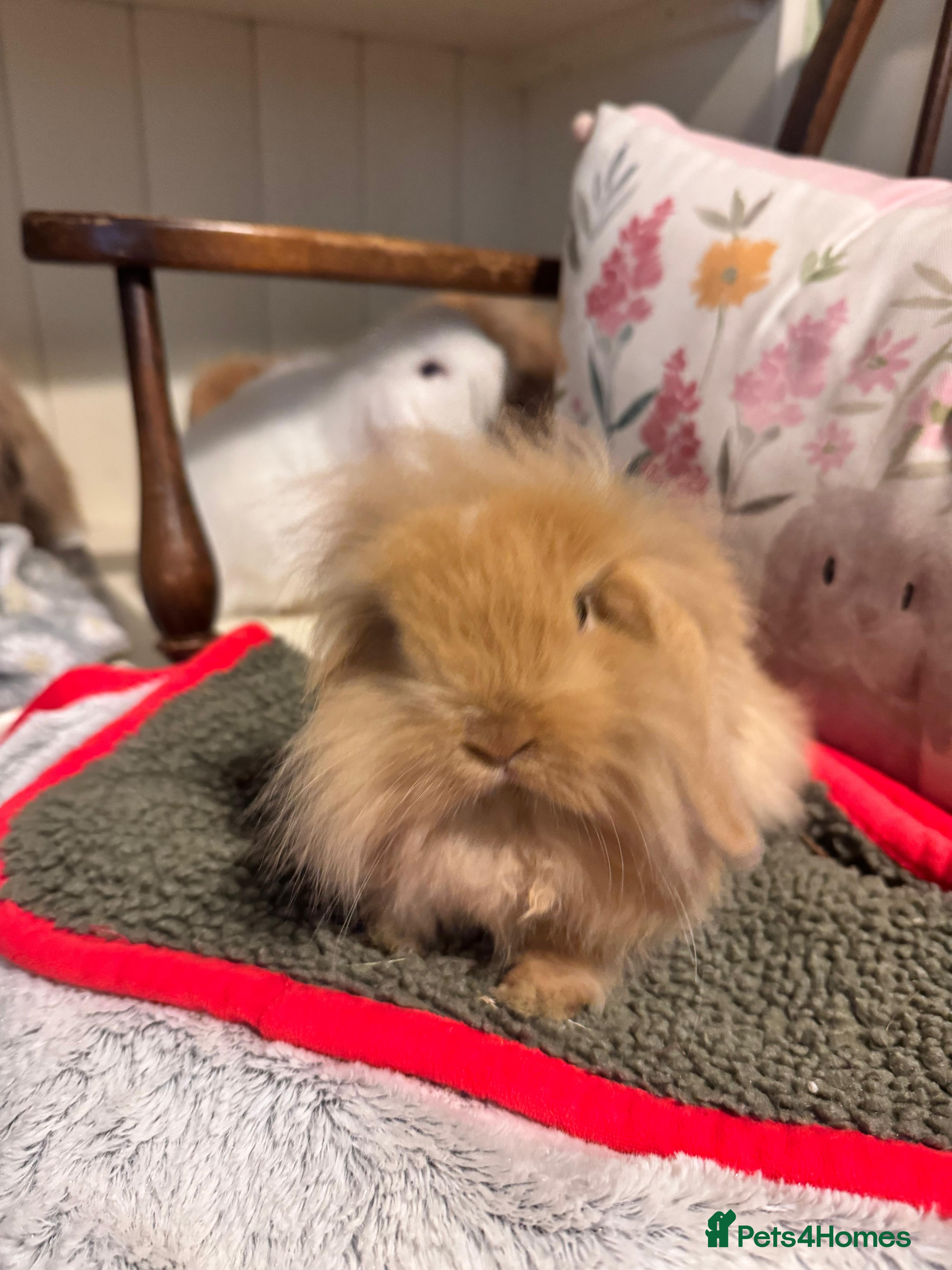 Mini Lop rabbits Vaccinated/raised indoors, mini lops and lion lop  - Advert 1