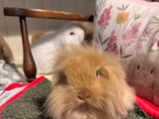 Mini Lop rabbits Vaccinated/raised indoors, mini lops and lion lop - Advert 10