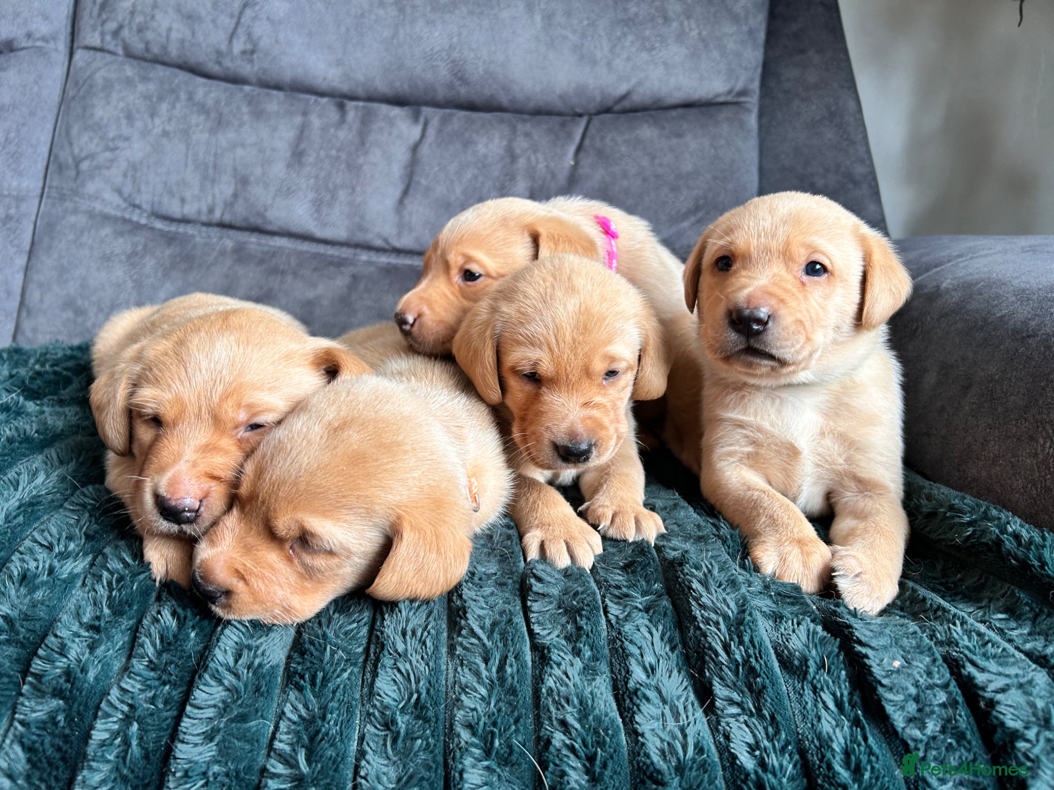 Labrador Retriever dogs for sale: KC Registered Rex Fox Labrador Puppies in Brecon - Advert 5