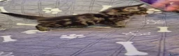 Mixed Breed cats for sale: Gorgeous kittens 2 long hair and 1 short  - Advert 6