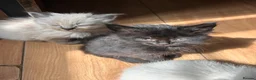 Mixed Breed cats for sale: Ragdoll x Maine coon kittens last 2 available. - Advert 4