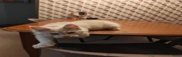 Maine Coon cats for sale: TICA registered purebred Main Coon Kittens - Advert 4