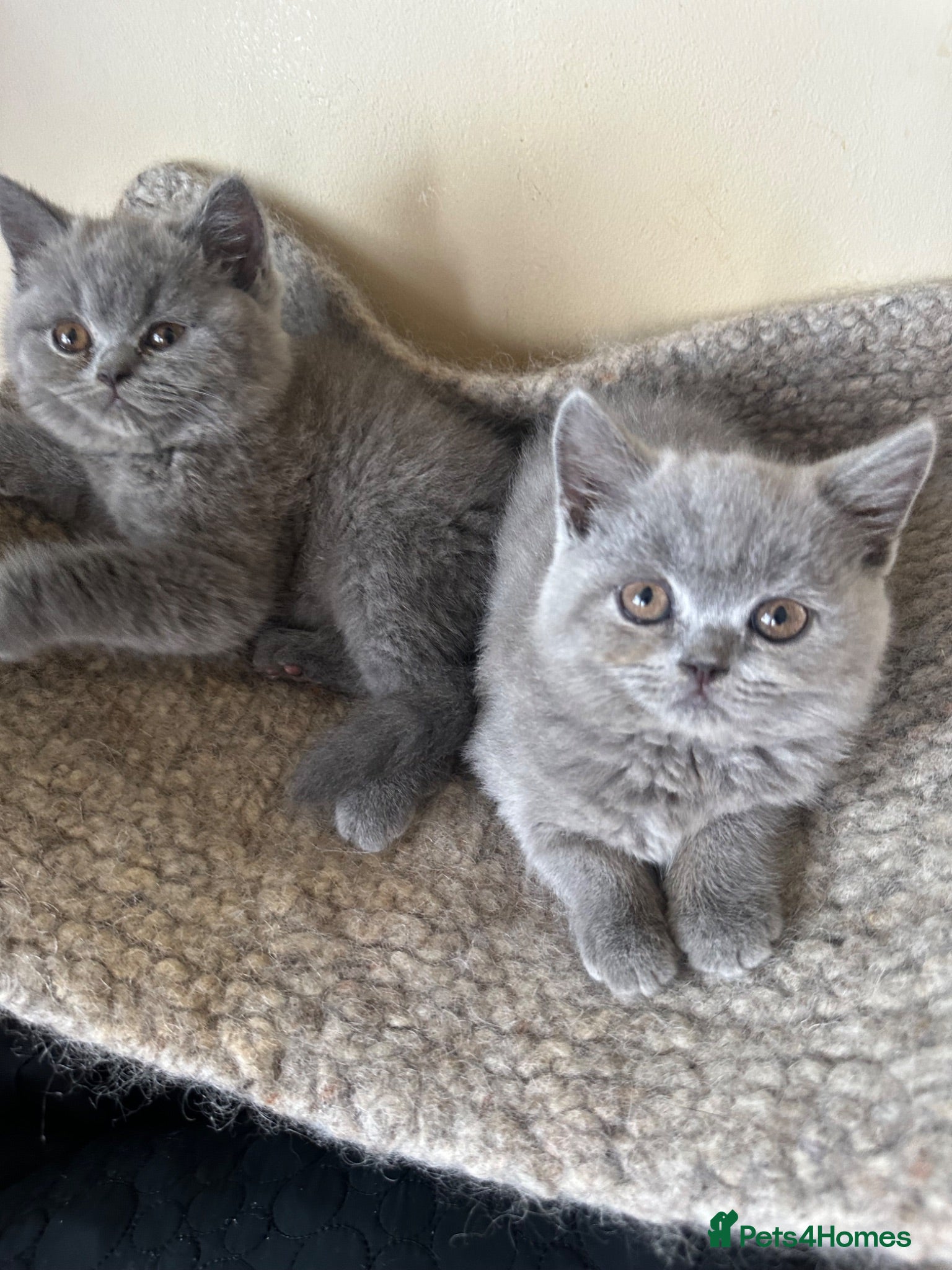 British Shorthair cats British Shorthair GCCF-registered Kittens  - Advert 1