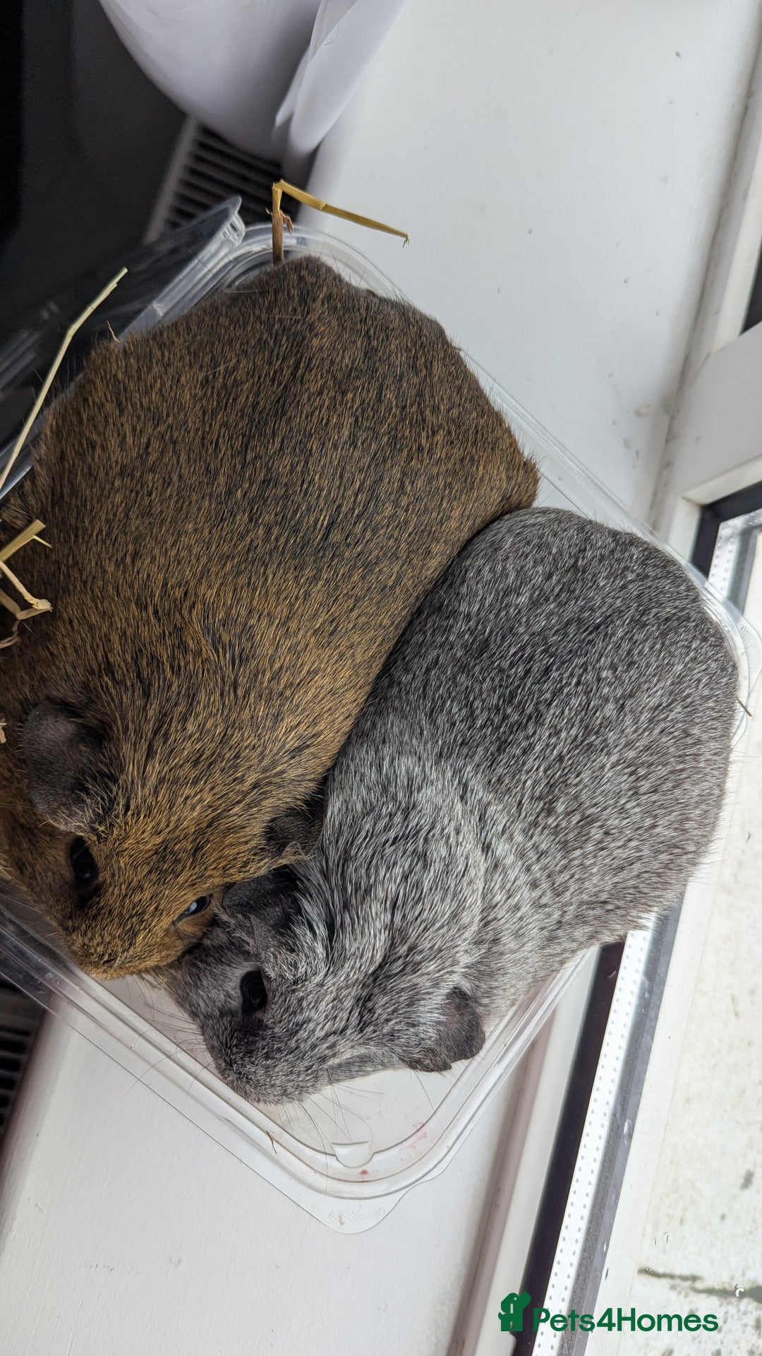 Guinea Pig rodents for sale: 2 girl guinea pig  - Advert 3