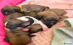 Zuchon dogs for sale: Zuchon pups - Image 9