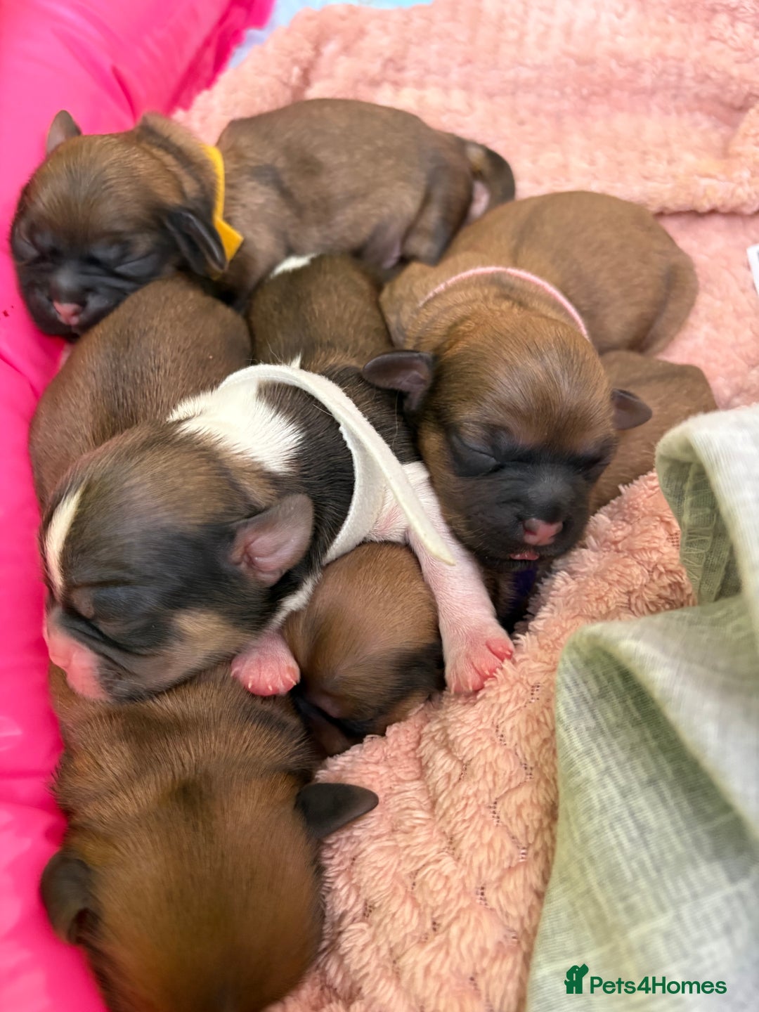 Zuchon dogs for sale: Zuchon pups - Image 9