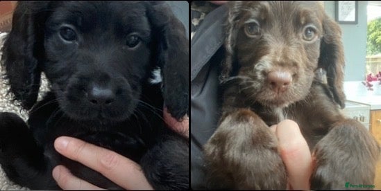 Cockapoo dogs for sale: F1b Beautiful Cockapoo puppies  - Advert 4