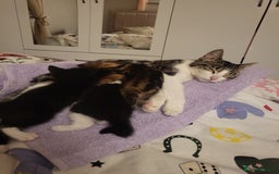 Mixed Breed cats for sale: ****Kittens ready to leave**** - Image 5