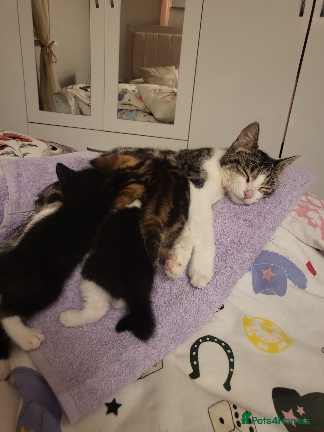 Mixed Breed cats for sale: ****Kittens ready to leave**** - Image 5