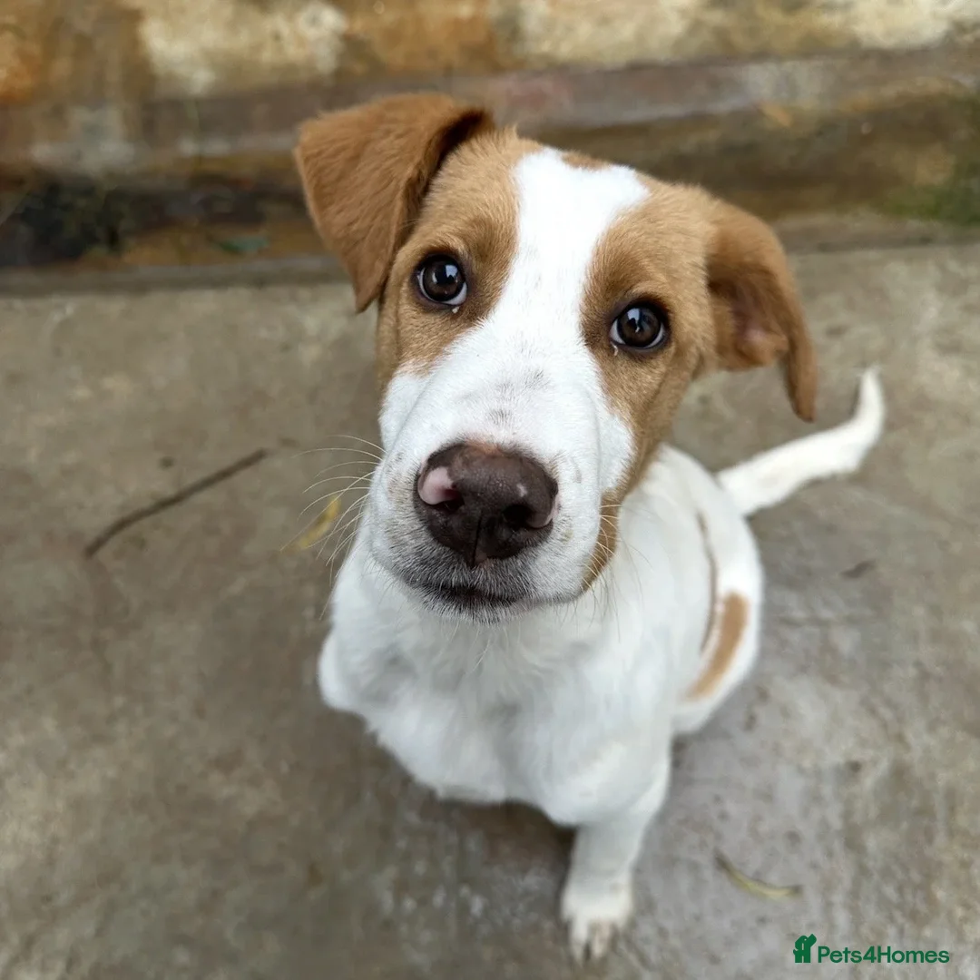 Mixed Breed dogs for adoption: Merlin - Advert 2