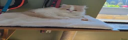British Longhair cats for sale: Stunning boy - Advert 8