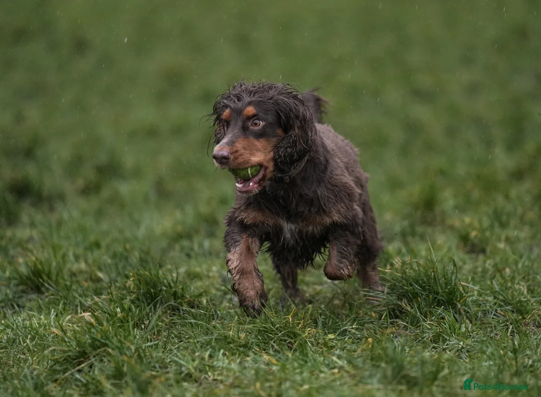 Cocker Spaniel dogs for stud: Working Cocker spaniel at stud - Advert 7