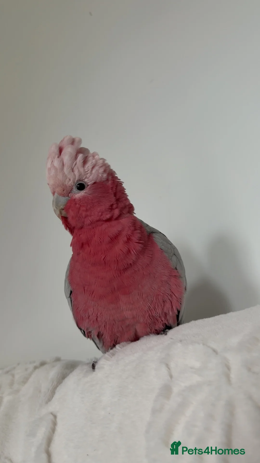Cockatoo birds for sale: Galah cockatoo  - Advert 2