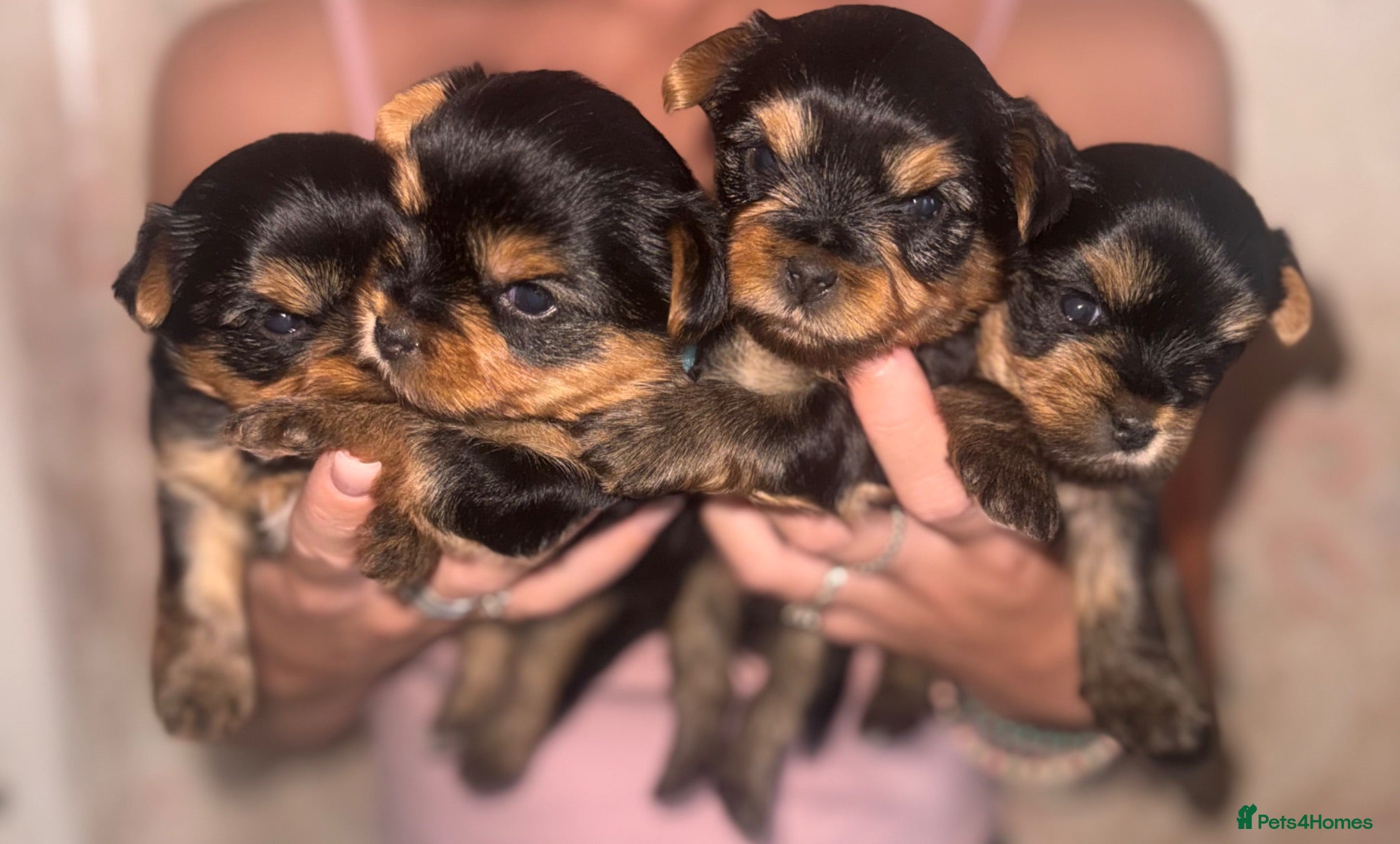 Yorkshire Terrier dogs Adorable Yorkshire Terrier Puppies 🐶 💖 - Advert 3