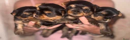 Yorkshire Terrier dogs for sale: Adorable Yorkshire Terrier Puppies 🐶 💖 - Advert 1