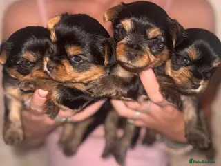 Yorkshire Terrier dogs Adorable Yorkshire Terrier Puppies 🐶 💖 - Advert 5