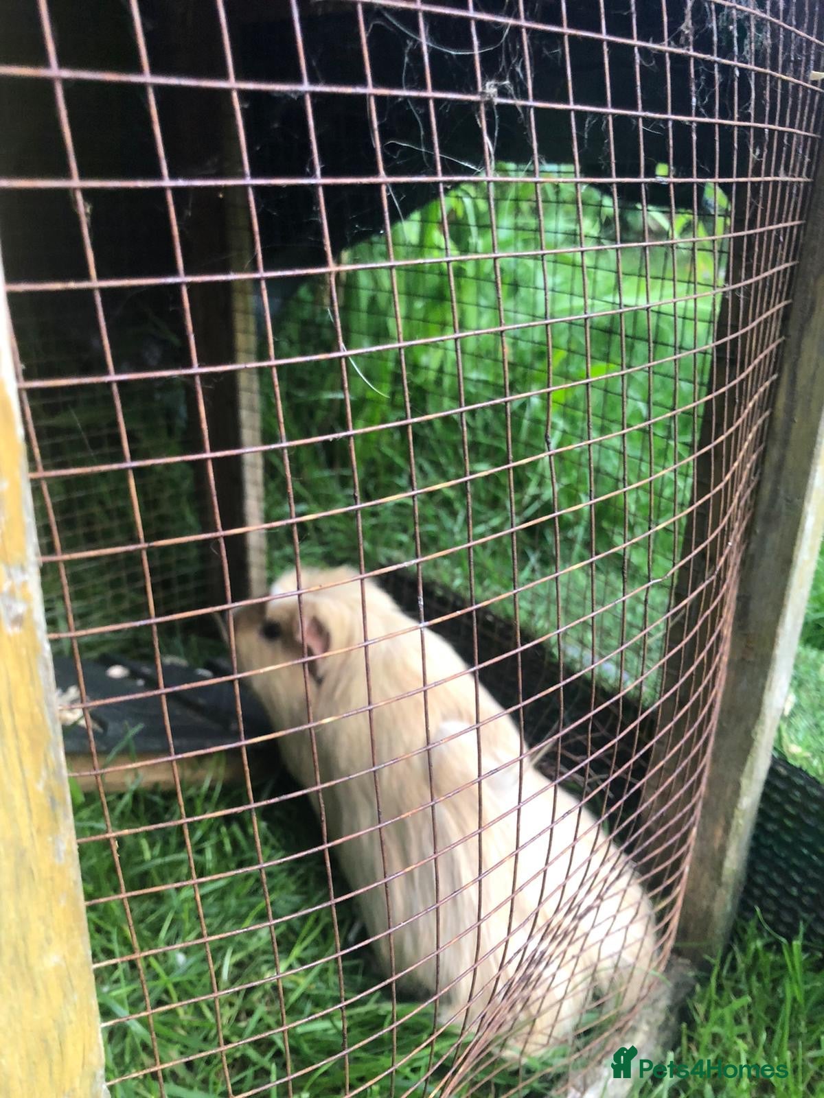 Guinea Pig rodents Baby Guinee pigs and Adult Male - Advert 7