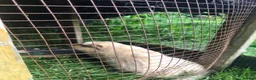 Guinea Pig rodents for sale: Baby Guinee pigs in Stoke-on-Trent - Advert 4